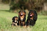 CAVALIER KING CHARLES 711
